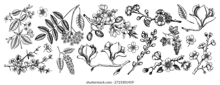 Conjunto de bosquejos de árboles florecientes. Ramas de flores dibujadas a mano de Ilustración vectorial. Antiguas dibujos de flores de primavera. NO se ha generado IA
