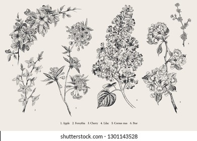 Blooming trees. Vintage vector botanical illustration. Spring set. Black and white