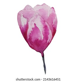 blooming tulip flower watercolor, illustration
