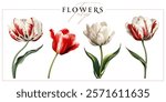 Blooming tulip flowers isolated on a white background. Vintage painting style illustration.