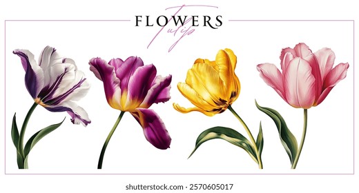 Blooming tulip flowers isolated on a white background. Vintage painting style illustration.