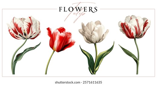 Blooming tulip flowers isolated on a white background. Vintage painting style illustration.