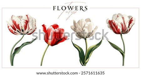 Blooming tulip flowers isolated on a white background. Vintage painting style illustration.