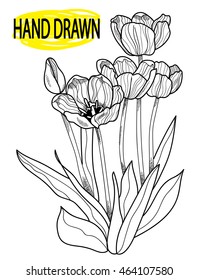 
Blooming tulips Figure in vintage style. Engraving , drawing by hand.