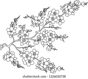 blooming twig of chinese cherry