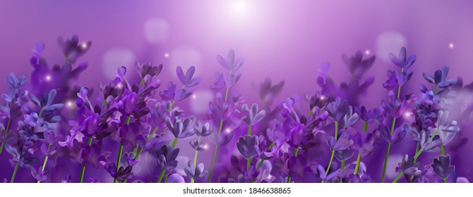 Blooming violet lavender field. Flowers lavender glitter over at sunset. Violet fragrant lavender flowers. Illustration with for perfumery, health products, wedding. Provence, France. Vector. 