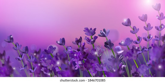 Blooming violet lavender field. Flowers lavender glitter over at sunset. Violet fragrant lavender flowers. Illustration with for perfumery, health products, wedding. Provence, France. Vector. 