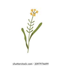 Blooming wallflower. Wild floral plant. Botanical drawing of Erysimum herb. Delicate field inflorescence on stem with leaves. Botany flat vector illustration isolated on white background