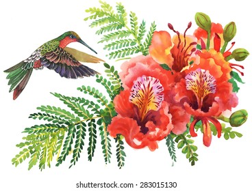 Blooming Watercolor hibiscus flowers and humming-bird illustration vector