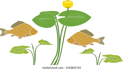 Blooming water-lily plant with green leaves and two carp fishes isolated on white background