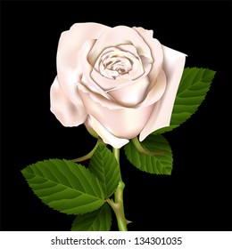 Blooming white Flower Rose background. Love, romance and Valentine greeting holiday card, Isolated on white