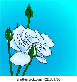 Blooming white Flower Rose on a blue background