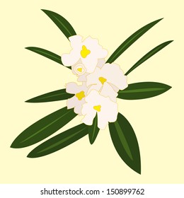 blooming white flowers