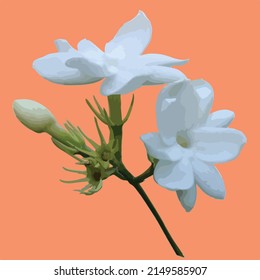 blooming white jasmine flower with bud. the white jasmine on this vector is usually used for making traditional indonesian's jasmine tea. it has beautiful and soothing fragrance 