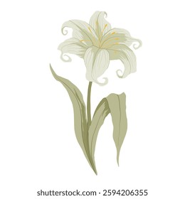 Blooming white lily flowers. Floral vector illustration. Wedding card element. Hand drawn flower isolated on white background for print, sticker, decor, web. Cute spring clip art