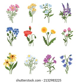 Blooming wild flowers. Beautiful meadow plants, isolated colorful floral elements, spring summer medicinal botany, natural dandelions, poppy and clover, chamomile and cornflower vector set