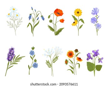 Flores silvestres florecientes, camomila, amapola, violeta, lavanda y calabaza. Plantas medicinales botánicas, hierbas de prado y conjunto vectorial de arbustos de campo. Ilustración de la floración de la amapola floral de primavera y de la floración de la camomila