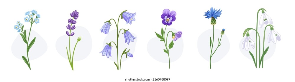 Blooming wild flowers. Cornflower, pansy, snowdrop, forget-me-not, campanula and lupine. Medow plants. Botanical decorative spring elements. Hand drawn flat illustrations, isolated on white background