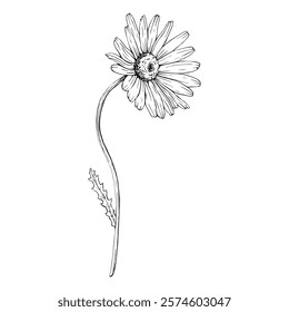 Blooming wildflower daisy. Hand drawn vector illustration. Botanical contour drawing. Sketch painted by black inks. Black line on white isolated background. For clip art greeting card logo package