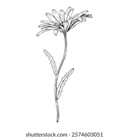 Blooming wildflower daisy, side view. Hand drawn botanical vector illustration. Sketch painted by black inks. Black line on white isolated background. For clip art greeting card logo package