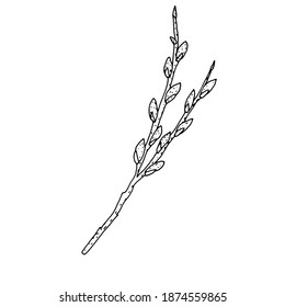Blühender Weidenzweig im Doodle-Stil. Vektorgrafik. Handzeichnung. Frühling, Osterelement.