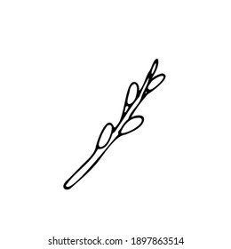 Blooming willow branch in doodle style. Vector illustration. Hand drawing. Spring, Easter element.