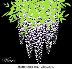 Blooming wisteria branch with leaves, vector illustration