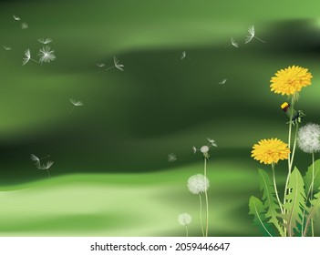 Blooming yellow dandelions and their white fluffy balls with seeds in a green meadow and dandelions seeds scattering in the wind. Vector illustration. 