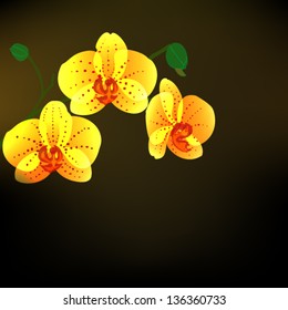 blooming yellow phalaenopsis orchids vector  on black background