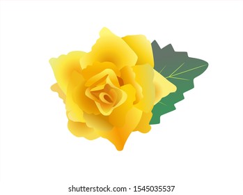 Blooming yellow rose with green leaf on white background