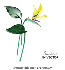 BLOOMING YELLOW STRELITZIA WITH GREEN LEAVES IN VECTOR