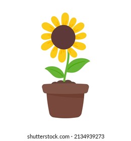 blooming yellow sunflowers full of sunflower seeds inside for decorating welcome cards
