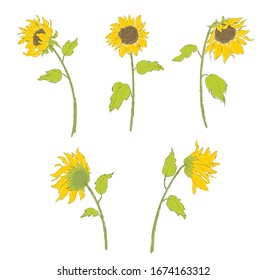 Blooming yellow sunflowers vector illustration 