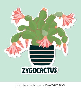 Blooming zygocactus in a pot. Cartoon houseplant with flowers and buds. Green, pink, blue and brown colors. Botanical object with paper cut shapes. Vector design for sticker, print on fabric, card.