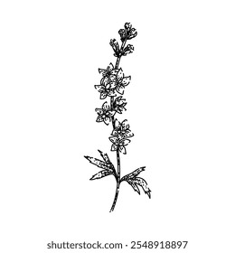 blooms delphinium hand drawn. blue spikes, cottage garden, toxic larkspur blooms delphinium vector sketch. isolated black illustration