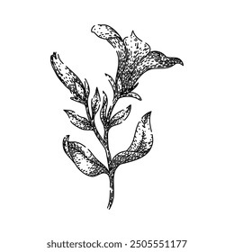 blooms petunia hand drawn. annuals colors, seeds planting, care soil blooms petunia vector sketch. isolated black illustration