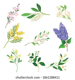 Bloomy Flower Branches with Tender Florets Vector Set