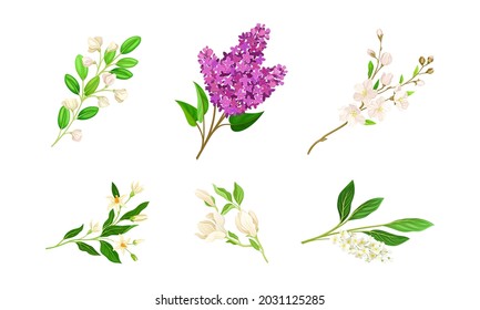 Ramas de flores de loomía con juego de vectores de flores de licitación