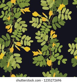 Blossom acacia Yellow flowers Black background Seamless pattern set