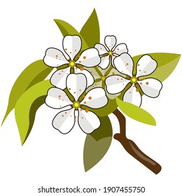 Blossom apple tree branch spring flowers flat vector isolated on white background. Garden nature and horticulture