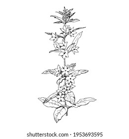 Blossom bells flowers of Lusimachia punctata, dotted loosestrife. Hand drawn realistic botanical vector illustration Spotted Loosestrife. Large yellow loosestrife of the family Primulaceae.