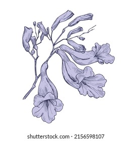 Blossom branch of Jacaranda tree. Hand drawn vector illustration. floral Elegant purple flower