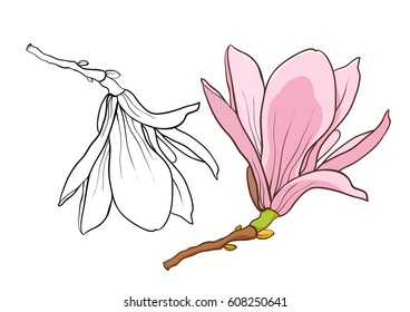 blossom branch of pink magnolia.