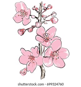 blossom branch vector