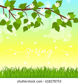 Blossom branches of cherry tree, spring background.