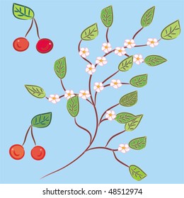 Blossom cherry brunch and berries