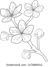 blossom cherry flowers line art coloring pages 