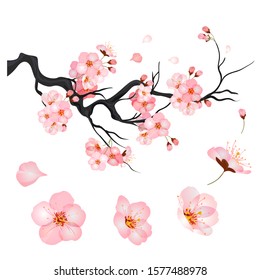Blossom cherry flowers on branch of Japanese sakura tree. Vector