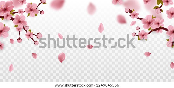 春 桜の枝 白い背景にサクラの花 春の花 ベクター画像 のベクター画像素材 ロイヤリティフリー