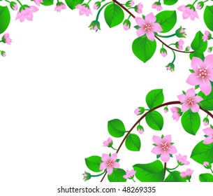 blossom cherry tree; delicate flowers on branch blooming in spring time